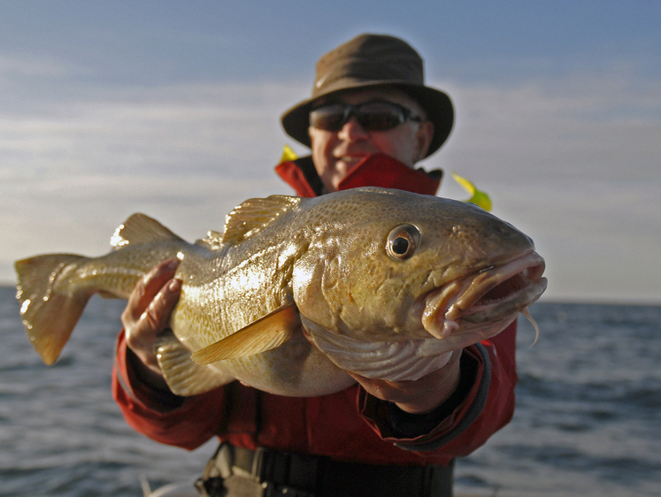 Изображение Под Мурманском рыбак выловил треску более 30 килограммов