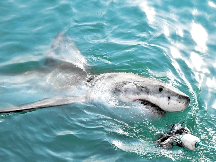 Изображение Тропические акулы стали появляться у берегов Курил и Сахалина