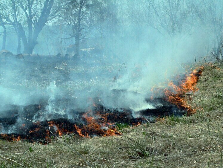 Изображение «Отбивались от хищников»: дети едва не спалили лес под Читой