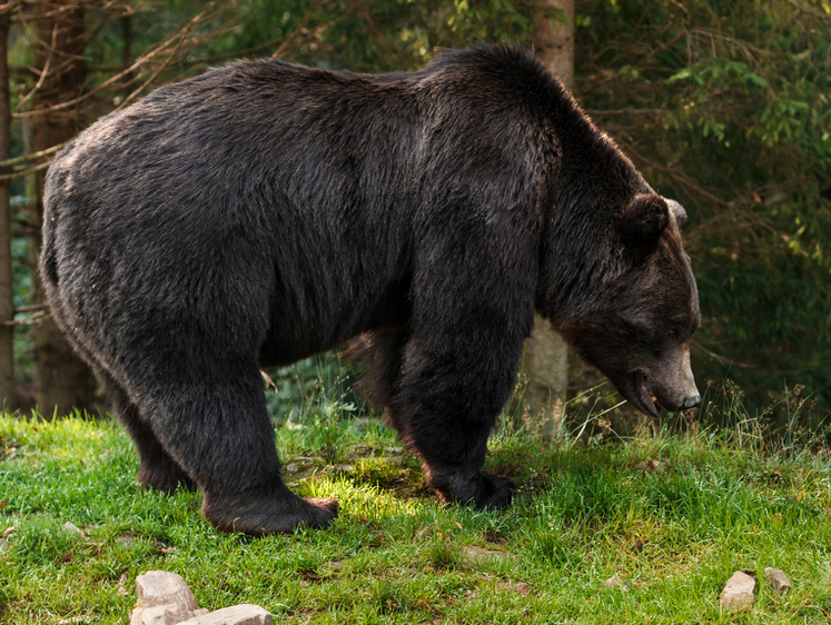 Изображение В Италии медведь-людоед убил спортсмена во время пробежки