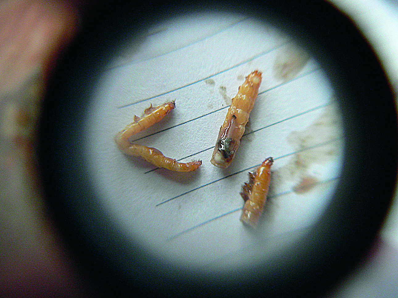 Изображение Личинки мух и жуков — основной корм вальдшнепа весной. Фото автора.