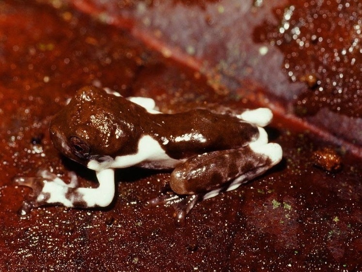 Изображение Камуфлируется под фекалии: в Меланезии найден новый вид лягушки