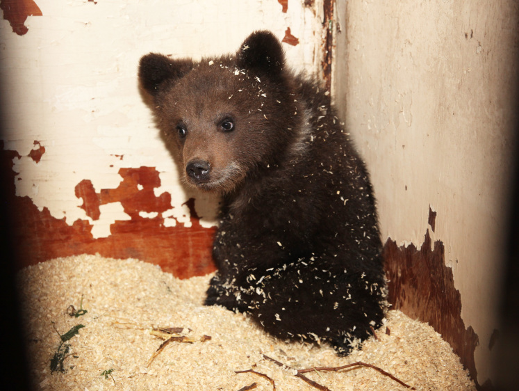 Изображение Избаловался и обнаглел: семья из Красноярска завела в доме медвежонка