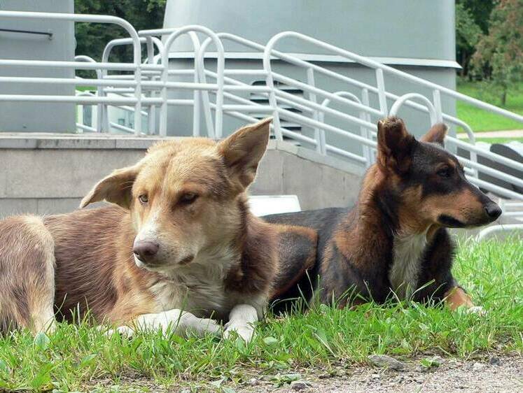 Изображение Город на ушах: бешеные псы насмерть загрызли ребенка в Оренбурге