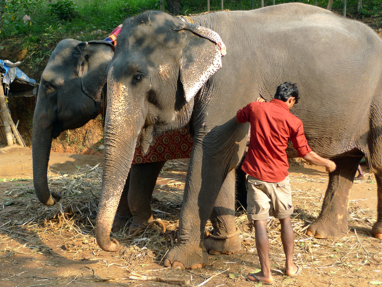 Изображение Жуткие истории из мира сафари: слон почесался о мой автомобиль