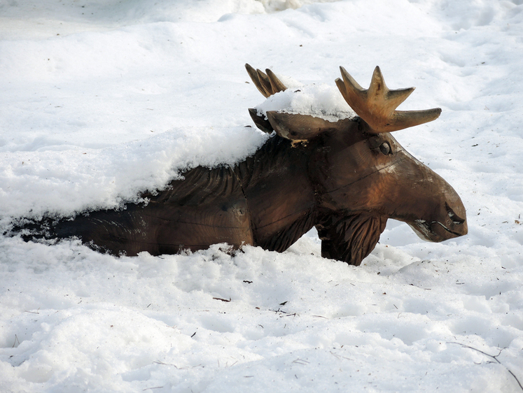 Изображение Всех перебьют: в Карелии планируют изменить сроки охоты на лосей