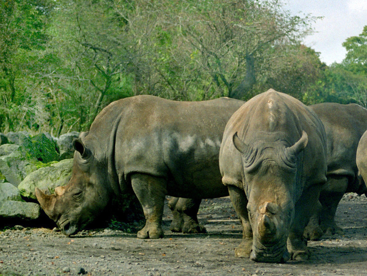 Изображение Жуткие истории из мира сафари: носорог нанизал рогом молодую девушку