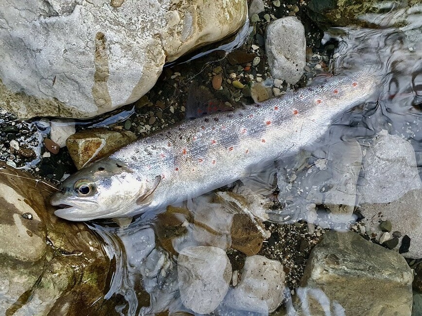 Изображение Ради такой красавицы стоит даже перебороть страх. Фото: Шеляга Геннадия. 