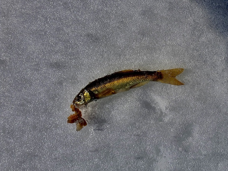 Изображение Обычно в тех ямках, где попадается гольян, форели нет. Фото: Шеляга Геннадия. 