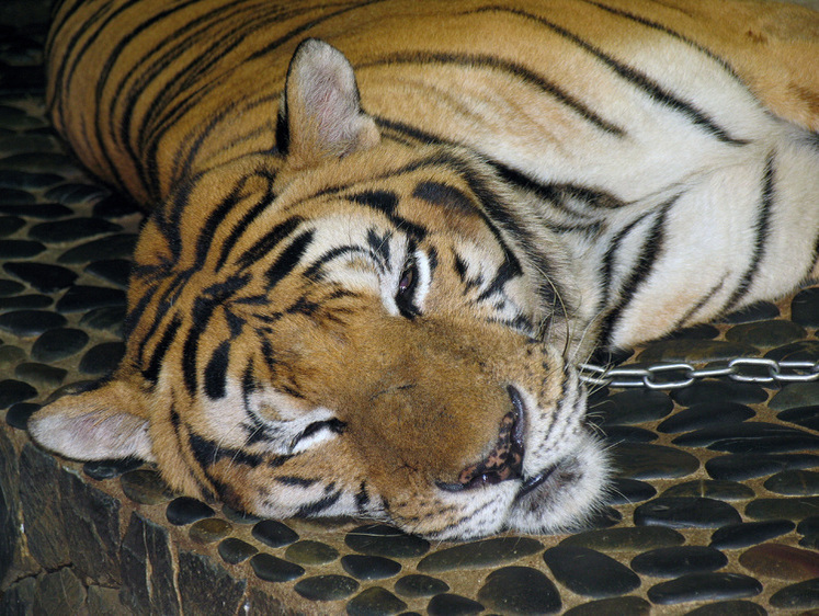Браконьер спрятал потроха амурского тигра в тайной лесной берлоге