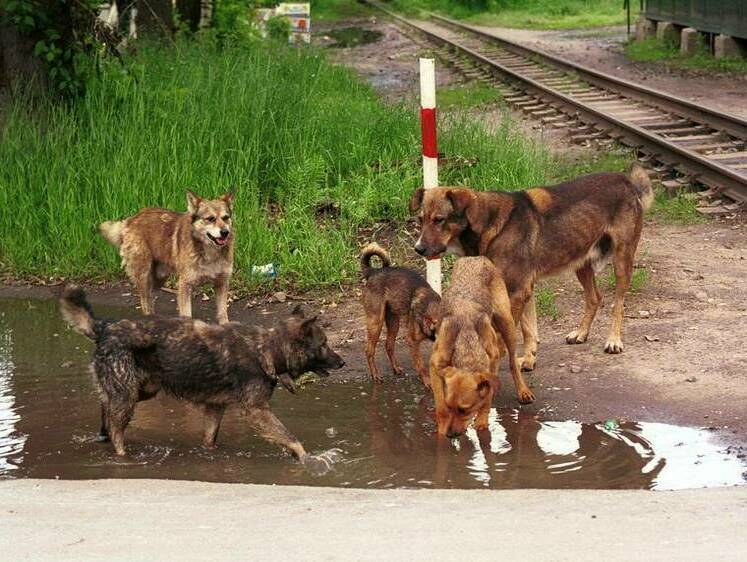 Изображение Борьба с агрессией: в России начнут усыплять бездомных собак