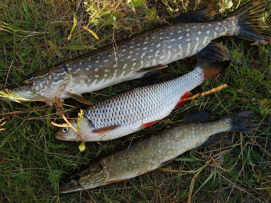 Изображение Фото: Яншевского Андрея.