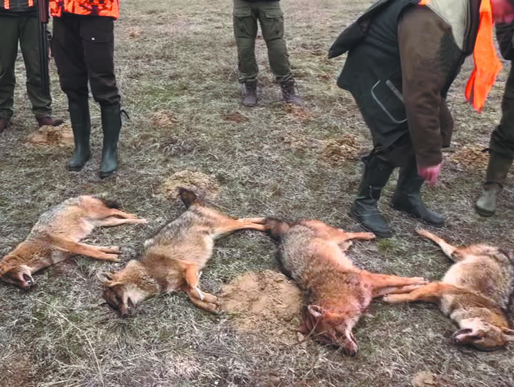 Уничтожают скот: под Волгоградом развелись опасные шакалы