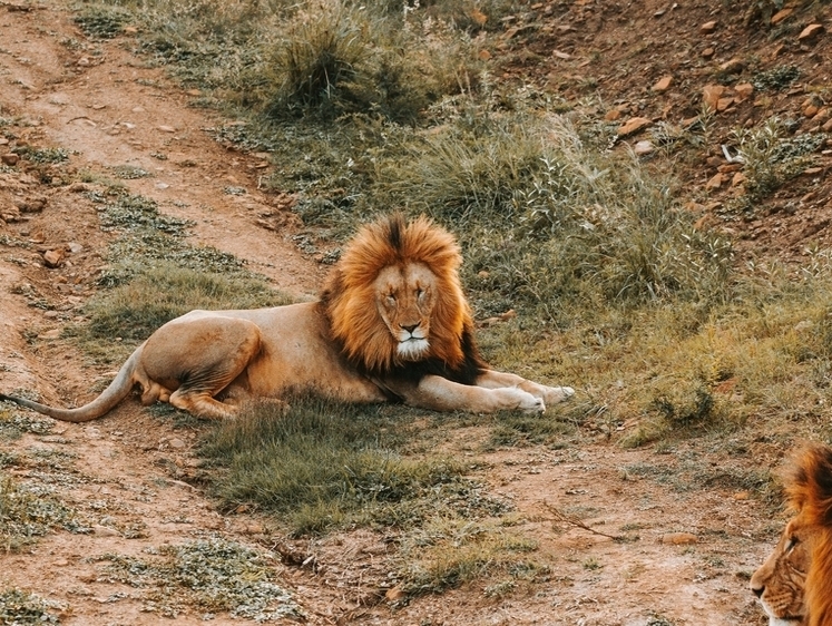 Изображение Жуткие истории сафари: львы-драчуны не заметили туристов