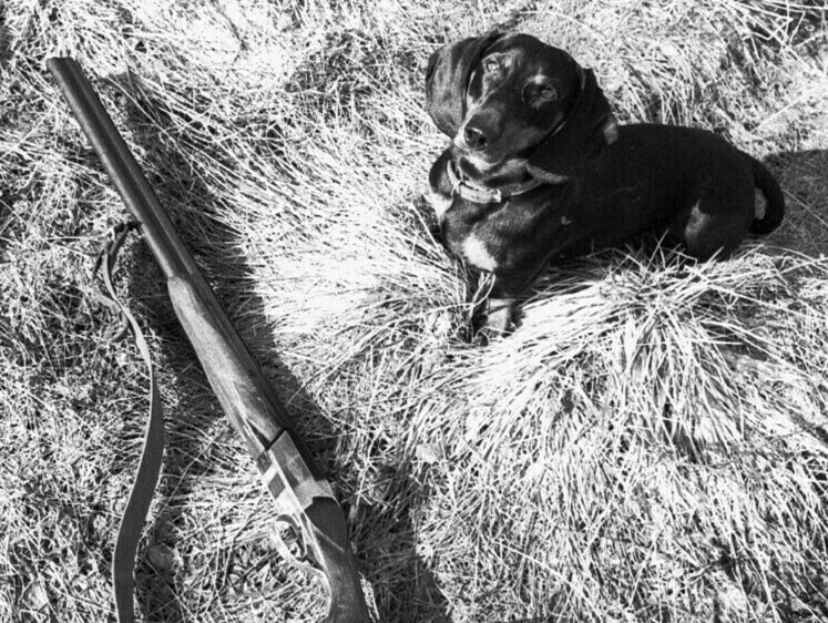 Изображение Под Петербургом охотничья собака из ружья застрелила хозяина в лесу 