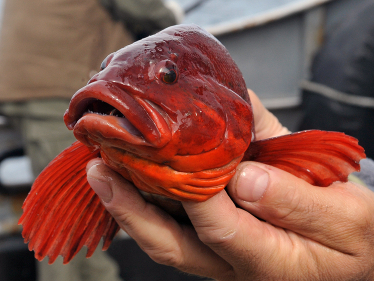 Изображение Ешьте на здоровье: в Израиле можно отведать филе рыбы из 3D-принтера