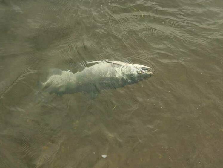 Изображение Сброс дерьма в воду стал причиной гибели рыбы под Калугой 
