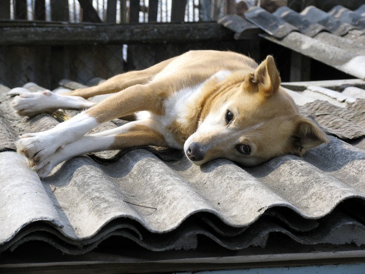 Изображение Дикий охотник: в хабаровских лесах собаку изрешетили дробью