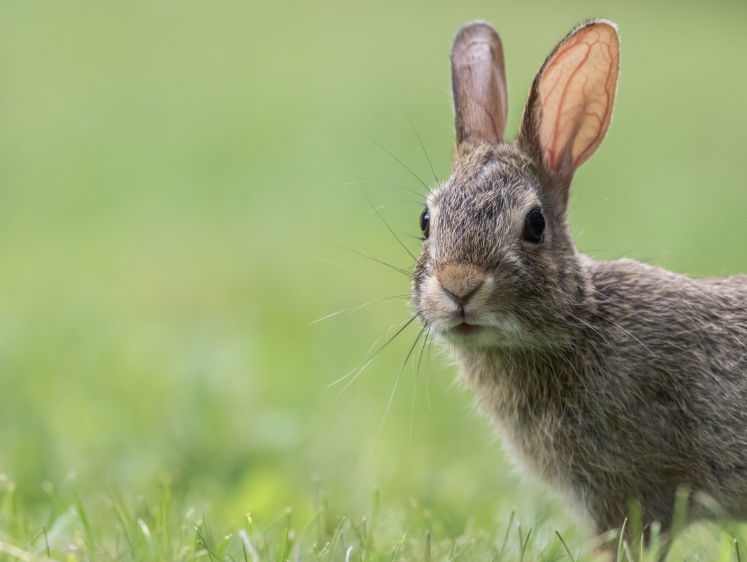 Изображение Охота на кроликов с арбалетом. Why not? Британский опыт 