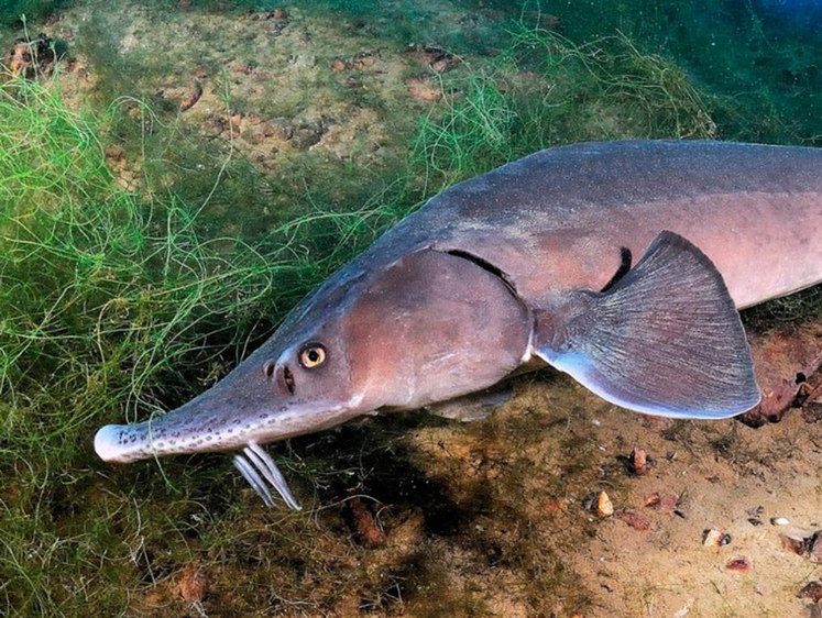 Изображение В Азовском море рыбаками выловлена полутораметровая белуга