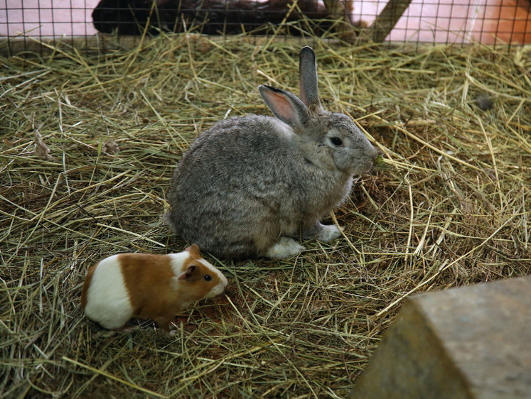 Изображение В Сибири от разъяренных собак спасли беременную зайчиху