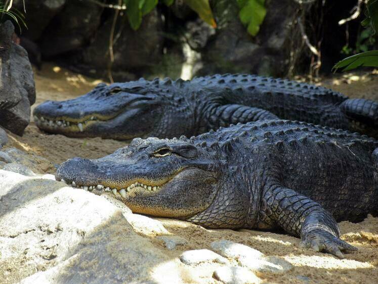 Изображение Шляются по трассам: брачный сезон крокодилов Флориды пугает жителей