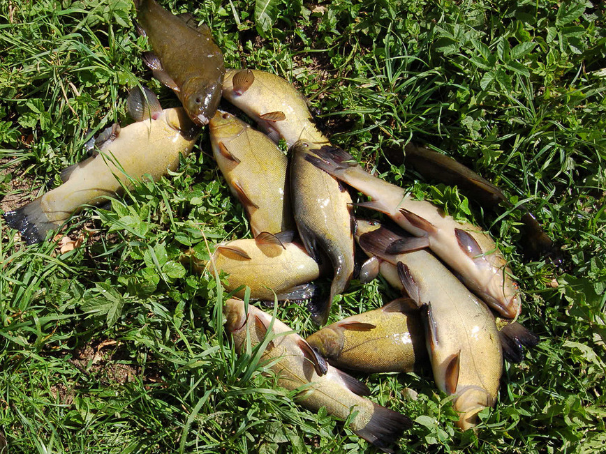 Изображение Фото: Яншевского Андрея.