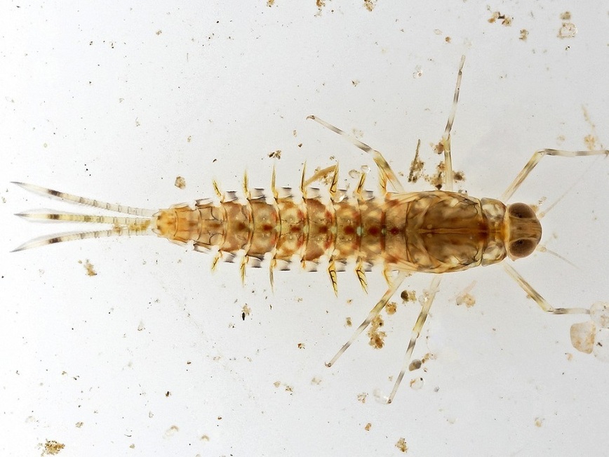 Изображение Фото: ecoportal.info.