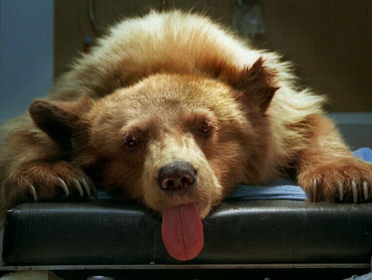 Изображение Не лосем единым: под Йошкар-Олой водитель снес на трассе медведя