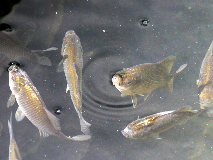 Изображение Под Кемерово рыба массово гниет прямо на берегу водоемов