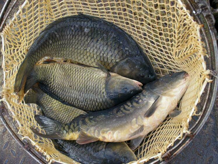 Изображение Более двух тонн нерестовой рыбы продали ивановские браконьеры