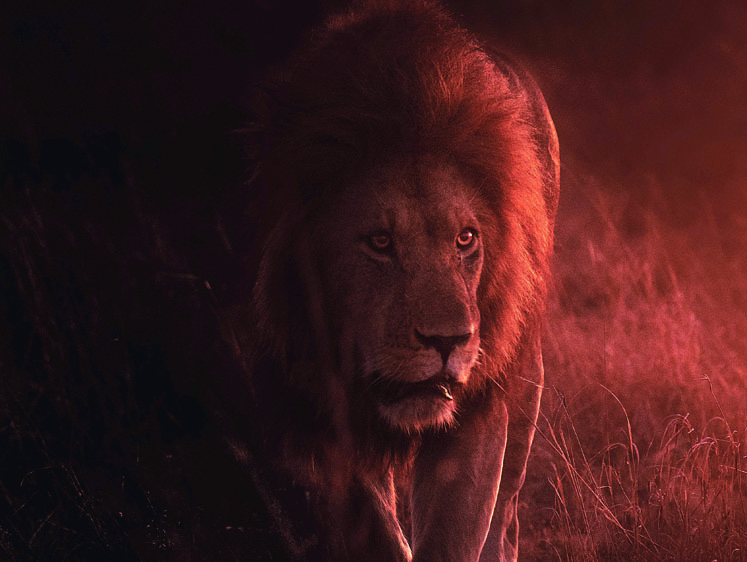 Изображение Охота на льва. Дыхание смерти как сеанс психотерапии