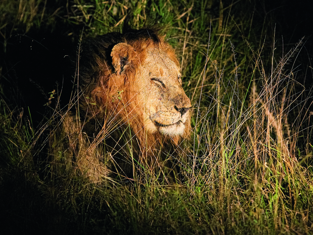 Изображение Покровительственный окрас льва хорошо скрывает хищника от глаз жертвы. ФОТО SHUTTERSTOCK 