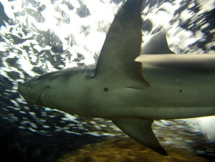 Изображение Суп из плавников: сахалинский рыбак выловил акулу