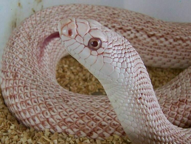 Изображение В США удалось получить фото редчайшей гремучей змеи-альбиноса