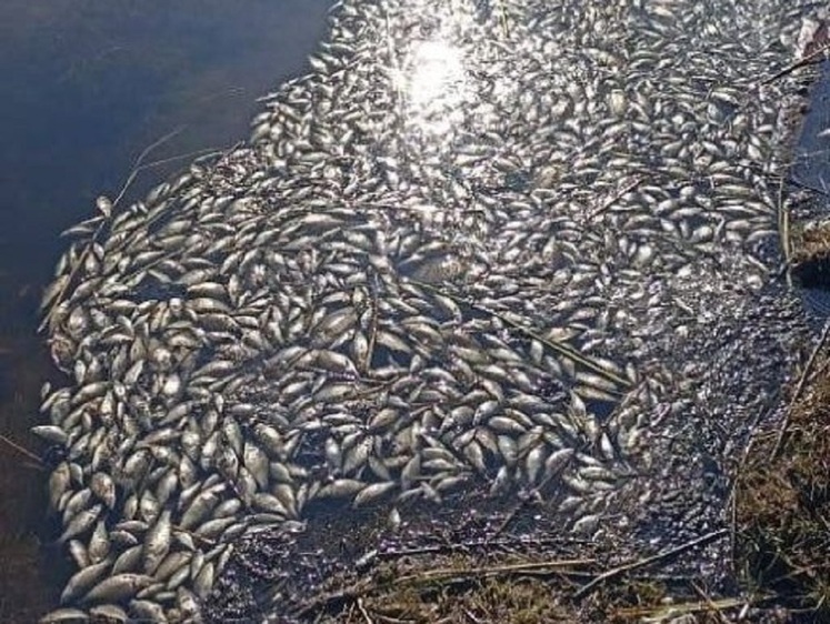 Изображение Причину массовой гибели рыбы проверят в Минэкологии Якутии