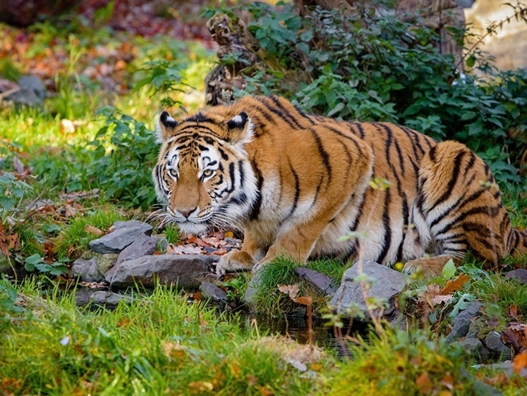 Изображение Под Уссурийском женщина отбилась от нападения тигра