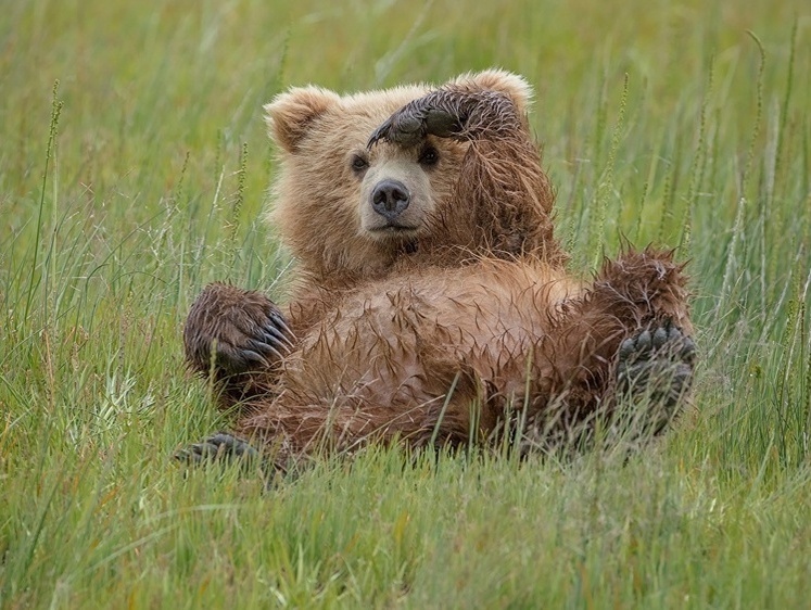 Изображение Бурятия проведет полную перепись медведей в регионе