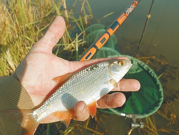 Рыболовные новости Беларуси