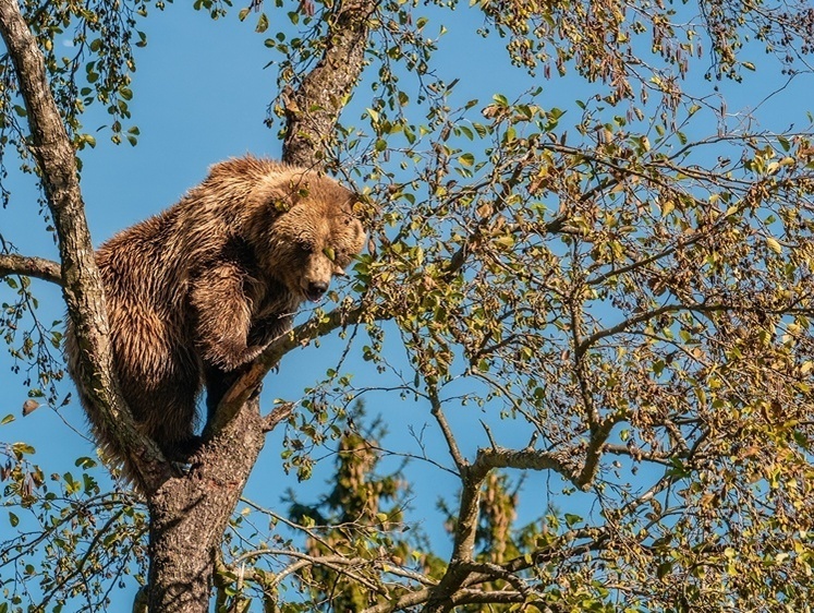 Изображение Под Ярославлем медведь провалился в колодец с водой