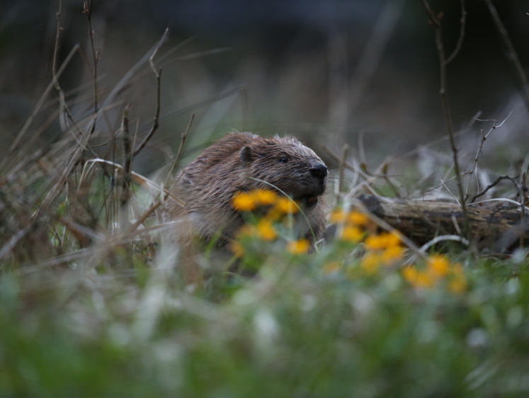 Изображение Омская область увеличила лимиты на добычу бобра и куниц
