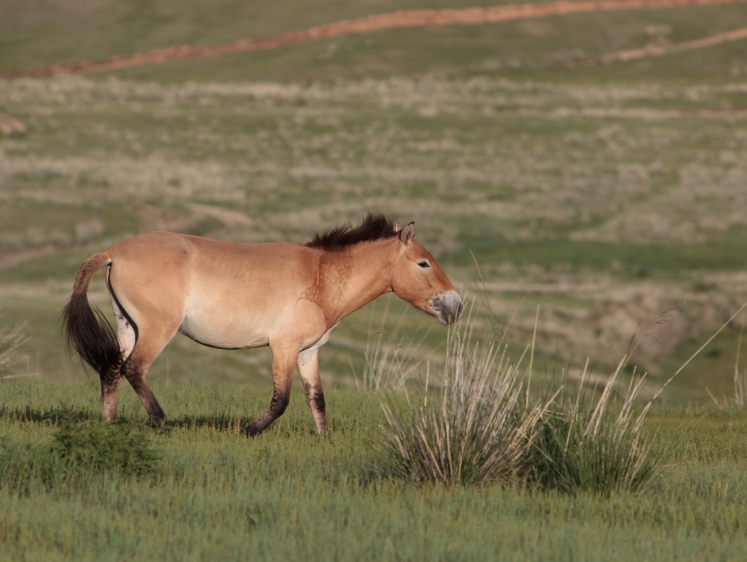 Изображение В России умножается поголовье редкой лошади Пржевальского