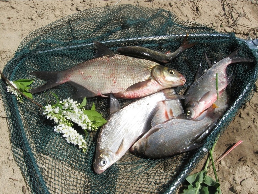 Рыбалка весной: как ловить плотву на боковой кивок