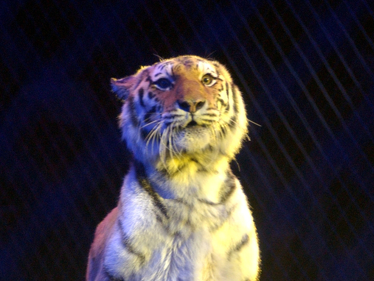 Изображение Амурский тигр приходит на пилораму и кусает шланги рабочих