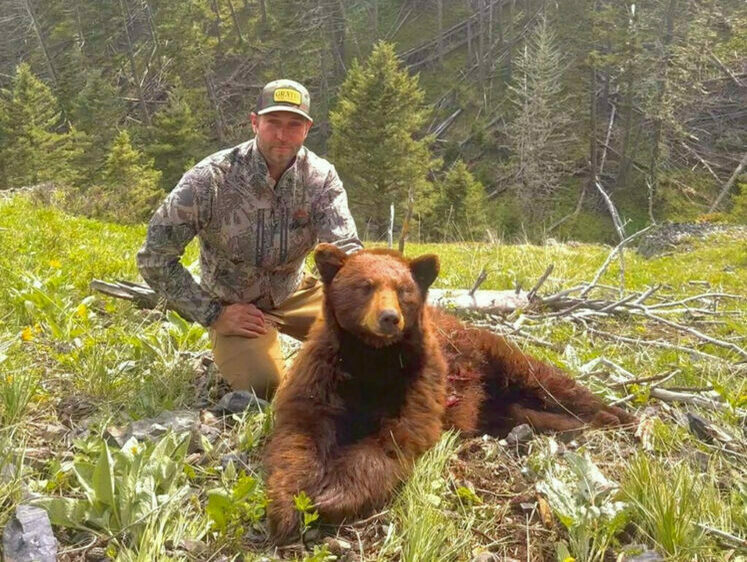 Изображение Охота на медведей в США. Риски роста популяции и охотничье дело