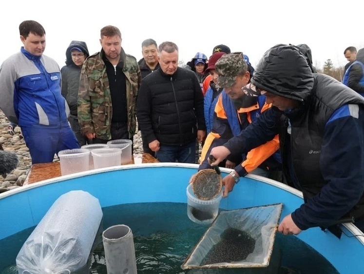 Изображение Омуля в Байкале становится все больше