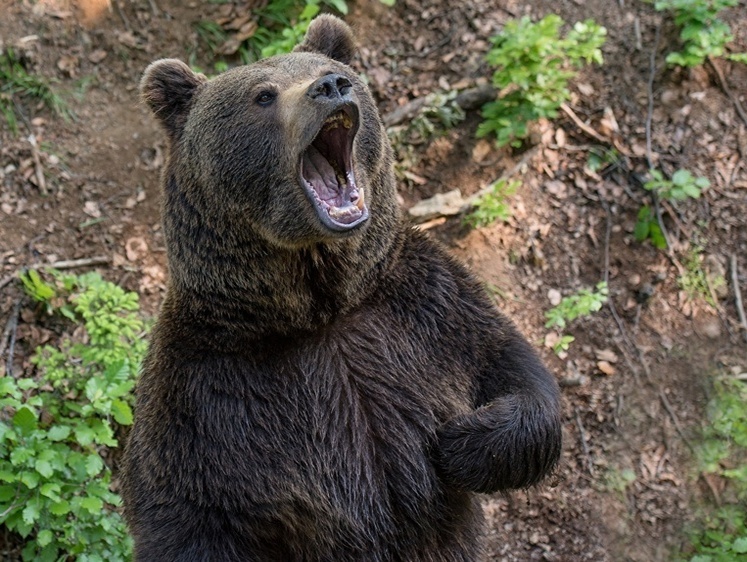 Изображение Сахалинский медведь посчитал быков своим личным охотничьим ресурсом