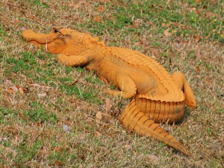 Изображение Из серии невероятного: в Непале проживают оранжевые крокодилы