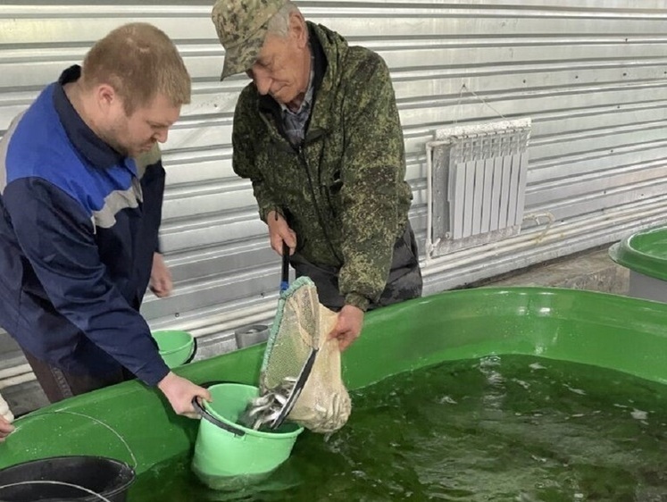 Изображение В Имандровское водохранилище выпустили крупных мальков сига