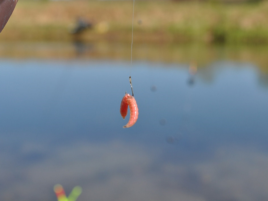 Изображение Фото: Линника Николая.